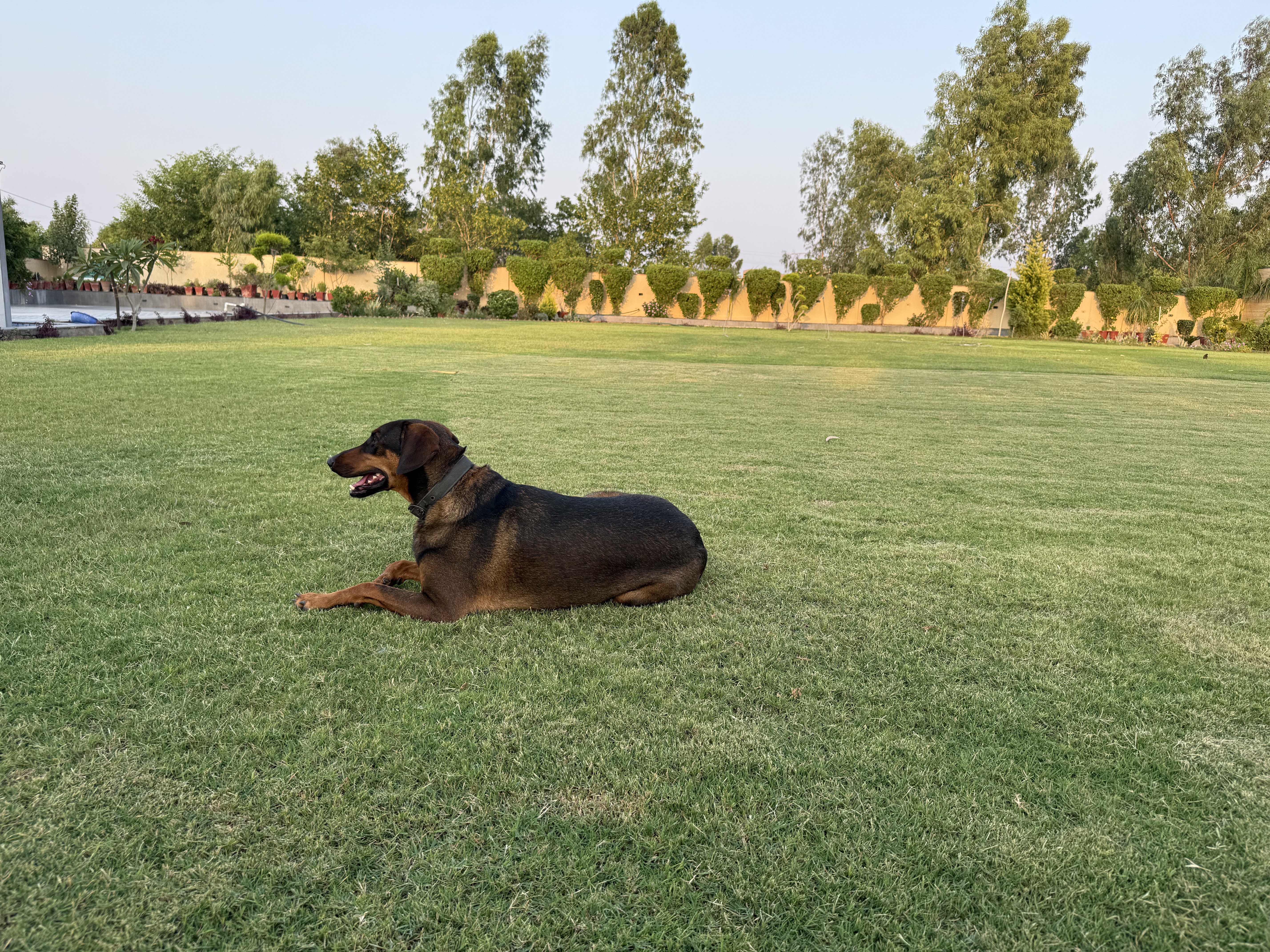Sheru
